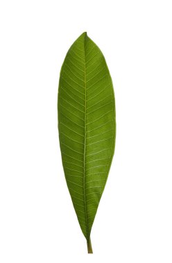 Beyaz arkaplanda yeşil palmiye yaprağı izole.