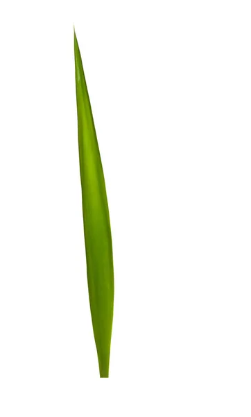 Palm Plant Leaf Isolated White — 图库照片