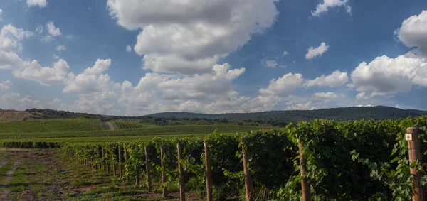 Panorama View Beautiful Vineyards — Zdjęcie stockowe