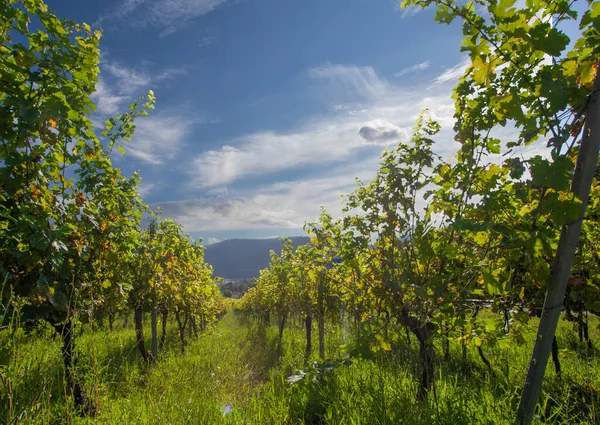 View Vineyard Vine Sky — Stockfoto