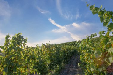 Spring panorama of grape rows on vineyard