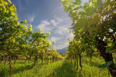 Beautiful vineyard with blue sky with clouds