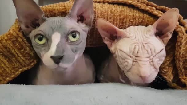 Dwa Piękne Łyse Koty Sfinksowe Leżące Razem Łóżku — Wideo stockowe