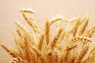 buğday
