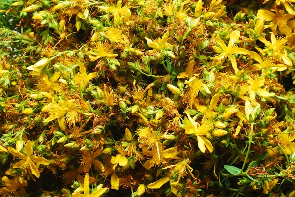 St John's Wort — Stock Photo, Image