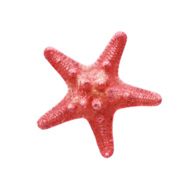 kırmızı deniz yıldızı