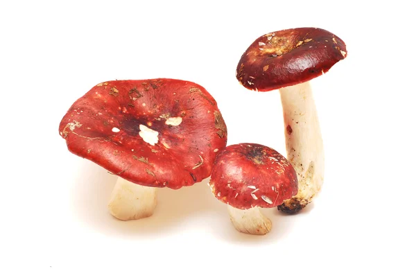 Russula xérampéline — Photo