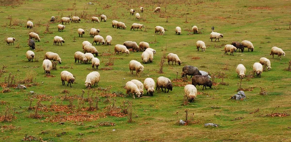Ovce — Stock fotografie