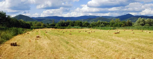 Field panorama — Stock Photo, Image