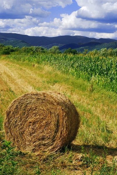 Hay bale — Stock Photo, Image