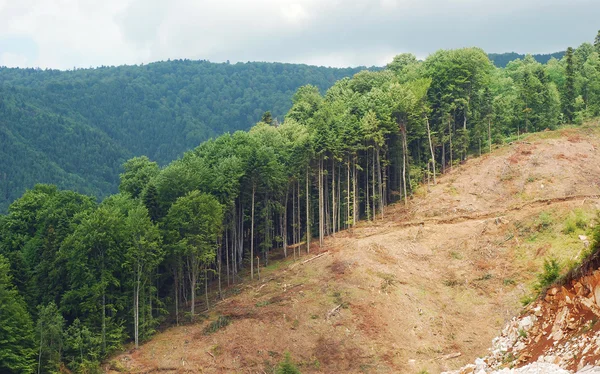 Odlesňování — Stock fotografie
