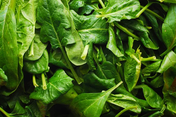 Spinach — Stock Photo, Image