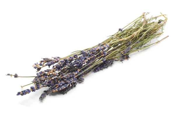 Lavender — Stock Photo, Image