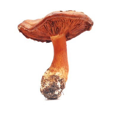 Cortinarius orellanus
