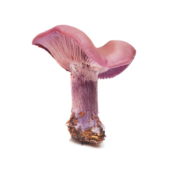 Lepista фиолетовая — стоковое фото
