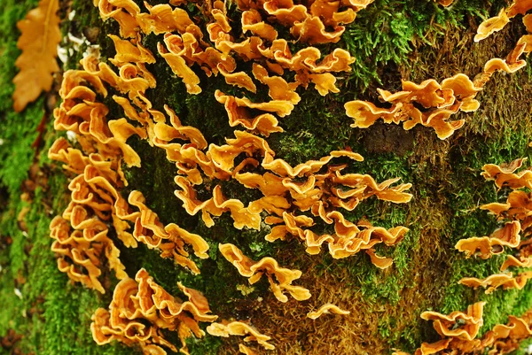 Trametes versicolor houby — Stock fotografie