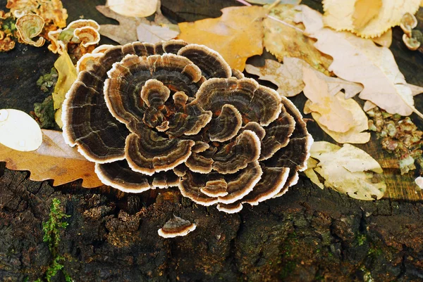 Trametes versicolor cogumelo — Fotografia de Stock