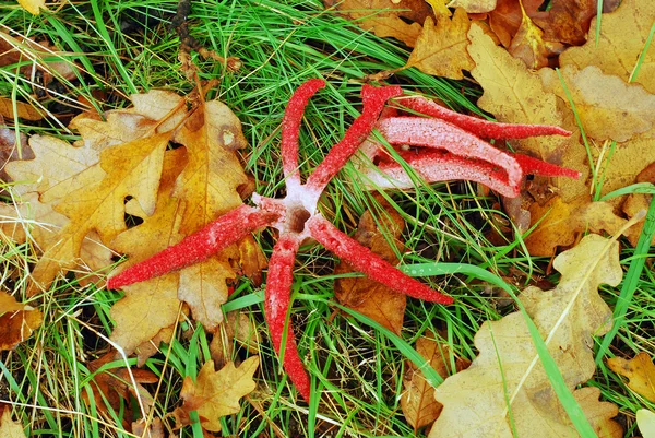 Clathrus archeri — Fotografia de Stock