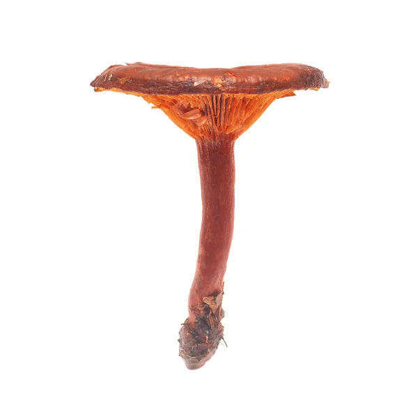 Cortinarius orellanus — Stock Photo, Image