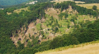 Ormanların tahrip edilmesi