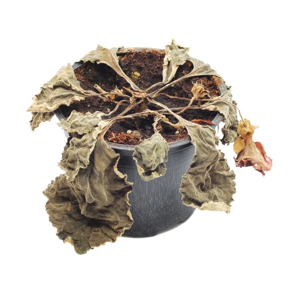Planta da murcha — Fotografia de Stock