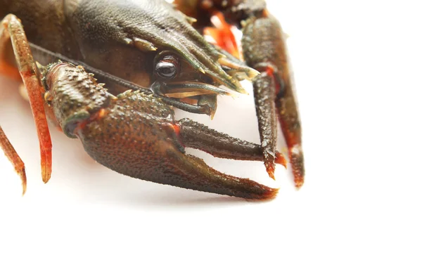 Lobster — Stock Photo, Image