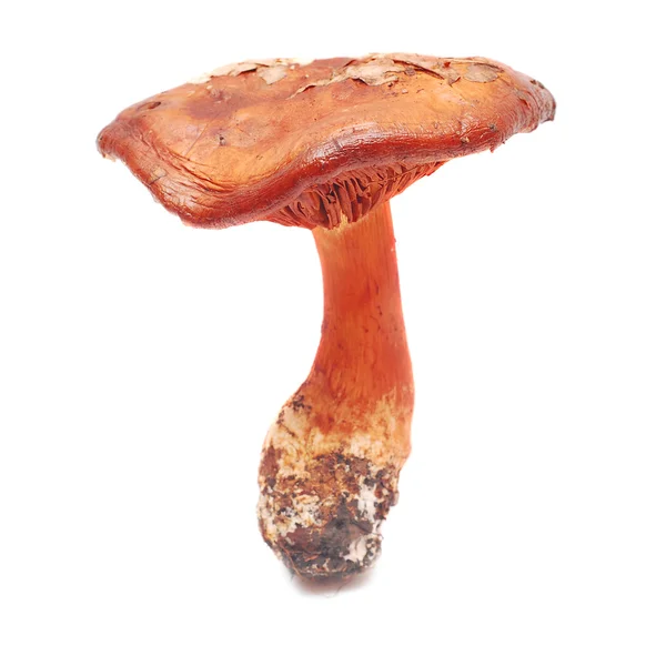 Cortinarius orellanus — Fotografia de Stock