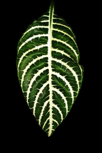 Leaf — Stock Photo, Image