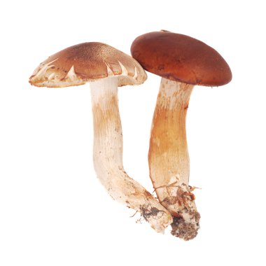 Cortinarius mantar