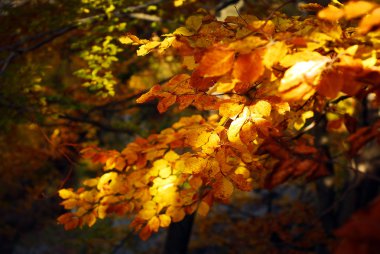 Sonbahar Yaprakları