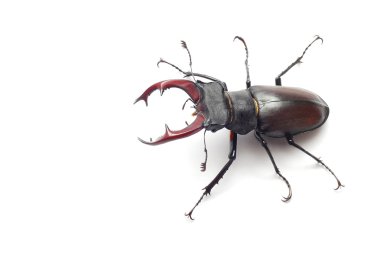 Stag beetle