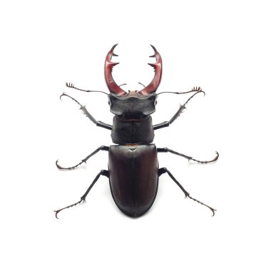 Stag beetle