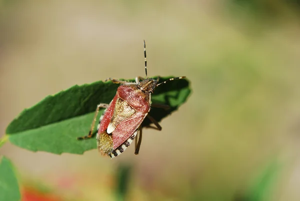 Stinkwanze — Stockfoto