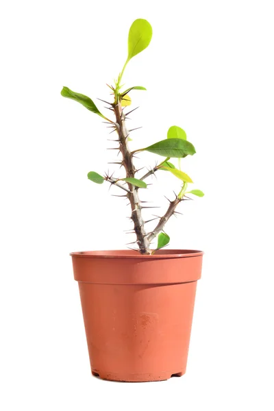 Pflanze mit Dornen — Stockfoto