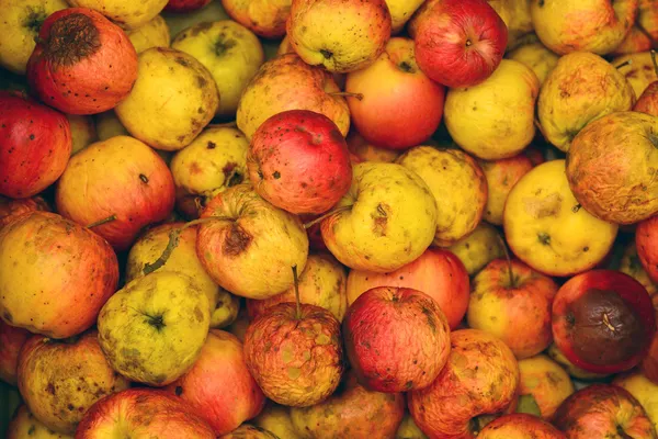 Manzanas podridas —  Fotos de Stock