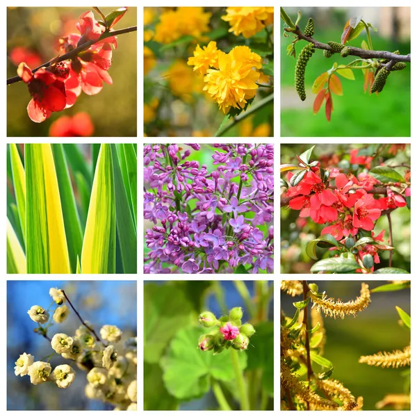 Spring flowers collage — Stock Photo, Image