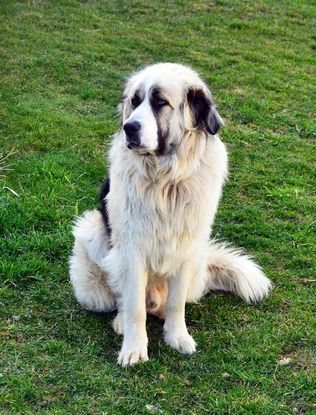 Hund - rumänska shepherd — Stockfoto