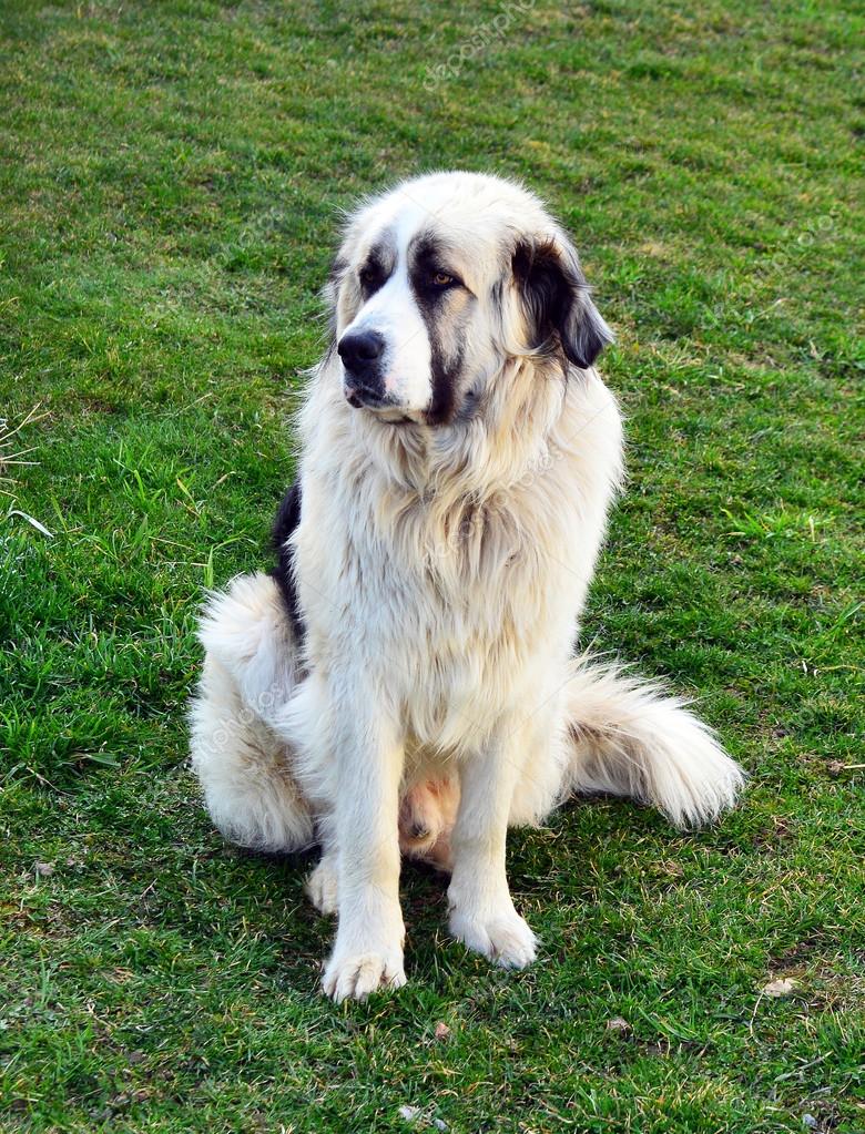 Romanian Raven Shepherd Large Romanian Dog Breeds Romanian