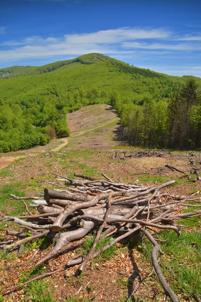 Deforestación —  Fotos de Stock