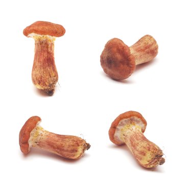 Cortinarius mantar