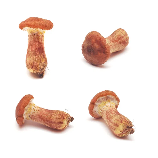 Cogumelo cortinarius — Fotografia de Stock