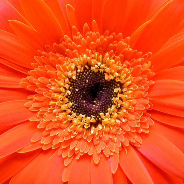 Gerbera — Stock fotografie