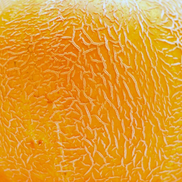 Melon texture — Stock Photo, Image