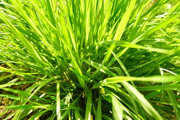 Herbe — Photo