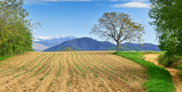 Farming — Stock Photo, Image