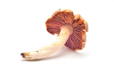 Cortinarius