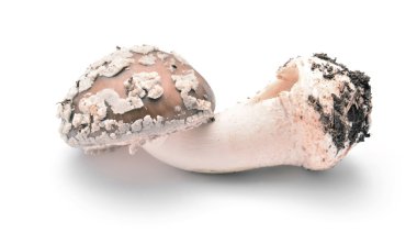 Amanita rubescens