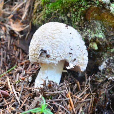 Amanita rubescens