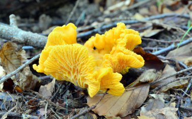 Chanterelle.