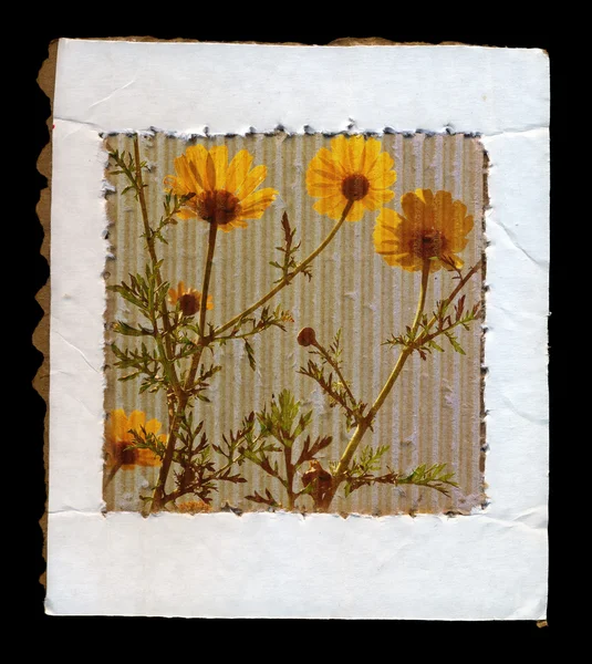 Dzikie kwiaty kartonowe ramki — Zdjęcie stockowe